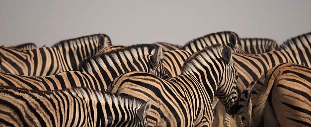 WT Etosha Burchells Zebra Backs