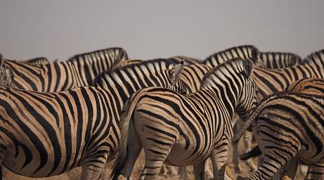 WT Etosha Burchells Zebra Backs