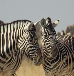 WT Etosha Burchells Zebras