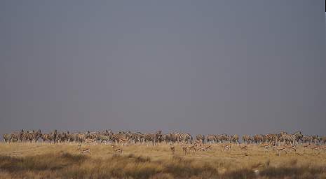 WT Etosha Burchells Zebras