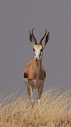 WT Etosha Burchells Zebras Springbok