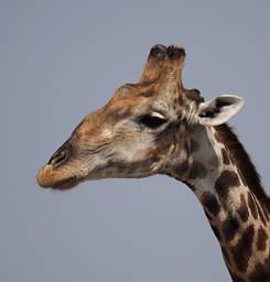 WT Etosha Giraffe