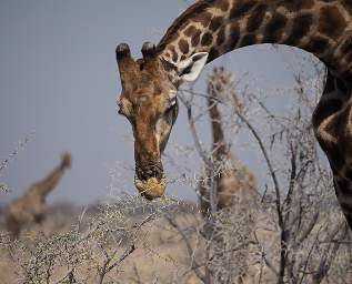 WT Etosha Giraffe Eating Thorns