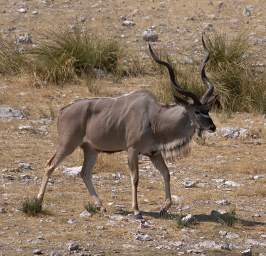 WT Etosha Kudu