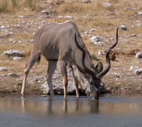 WT Etosha Kudu