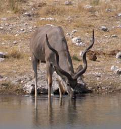 WT Etosha Kudu