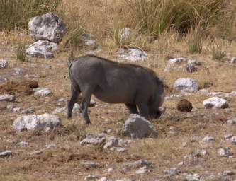 WT Etosha Wart Hog