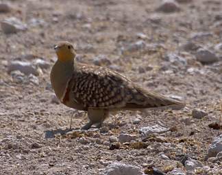 WT Etosha Bird Namaqua Sand Grouse