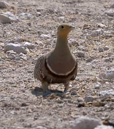 WT Etosha Bird Namaqua Sand Grouse
