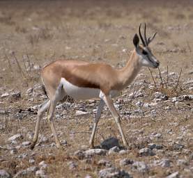 WT Etosha Springbok