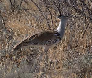 WT Etosha Bird Kori Bustard