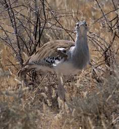 WT Etosha Bird Kori Bustard