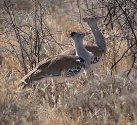 WT Etosha Bird Kori Bustard