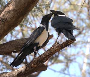 WT Etosha Bird Pied Crow