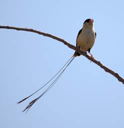 WT Etosha Bird Shaft Tailed Whydah