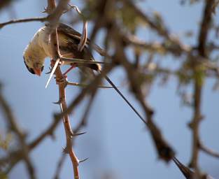 WT Etosha Bird Shaft Tailed Whydah