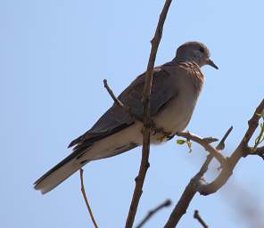 WT Etosha Bird Xxx Dove