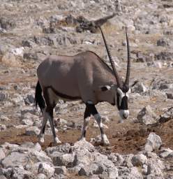 WT Etosha Oryx