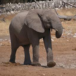 WT Etosha Elephant