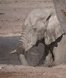 WT Etosha Elephant Splashing