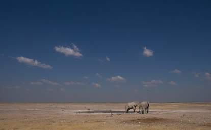 WT Etosha Elephants Sky