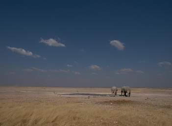 WT Etosha Elephants Sky