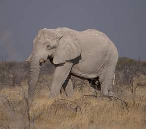 WT Etosha Elephant