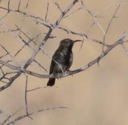 WT Etosha Bird Xxx Sunbird