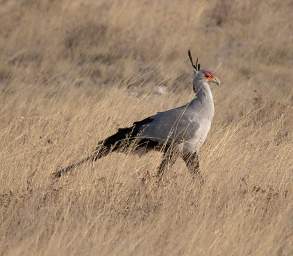 WT Etosha Bird Secretarybird