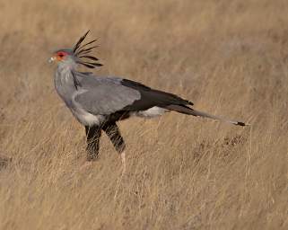 WT Etosha Bird Secretarybird