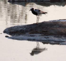 WT Etosha Bird Blacksmith Lapwing