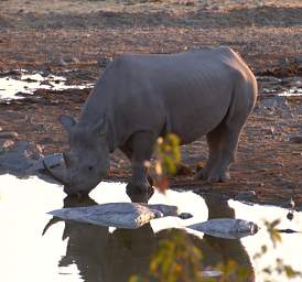 WT Etosha Rhino