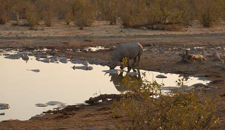 WT Etosha Rhino