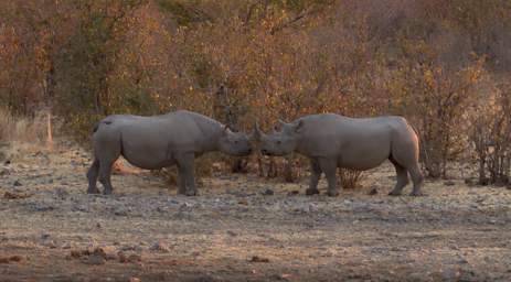 WT Etosha Rhinos Touching Horns