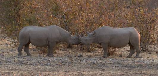 WT Etosha Rhinos Touching Horns