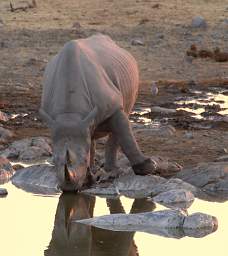 WT Etosha Rhino Drinking