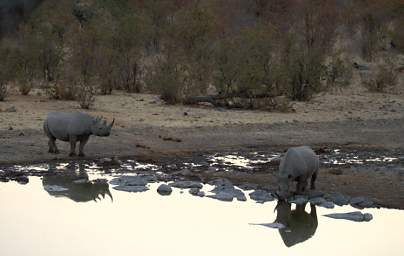 WT Etosha Rhinos