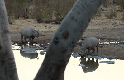 WT Etosha Rhinos