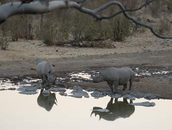 WT Etosha Rhinos