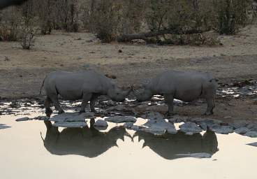 WT Etosha Rhinos Touching Horns