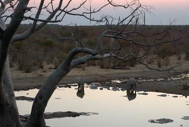 WT Etosha Rhinos