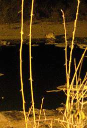 WT Etosha Waterhole Lioness