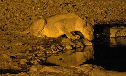 WT Etosha Waterhole Lioness