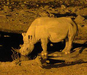 WT Etosha Waterhole Rhino