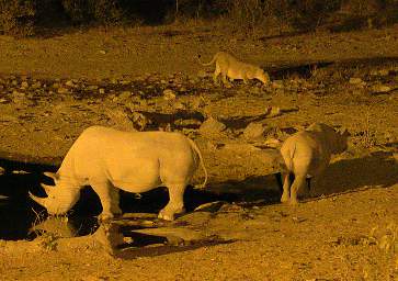 WT Etosha Waterhole Rhinos Lion