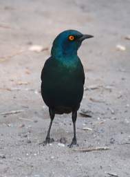 WT Etosha Bird Pale Winged Starling