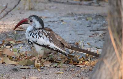 WT Etosha Bird Southern Red Billed Hornbill