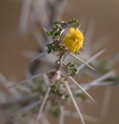 WT Etosha Flower On Thorny Shrub