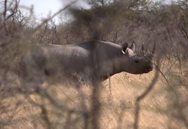 WT Etosha Rhino