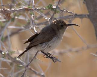 WT Etosha Brid Dusky Sunbird F